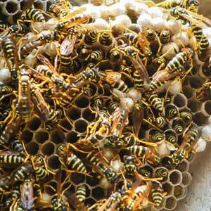 Rimozione nidi di uccelli e calabroni dalla canna fumaria